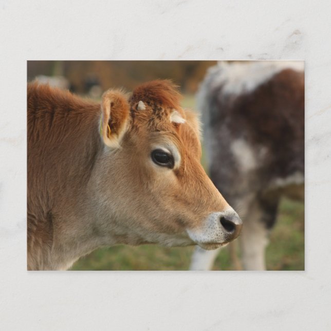 Jersey Cow Postkarte (Vorderseite)