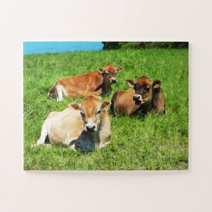 Jersey cows farm animal