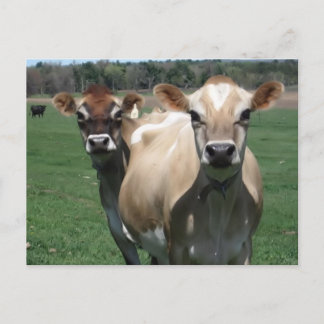 Jersey cows postkarte