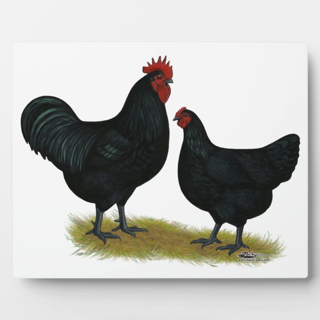 Jersey Giant Chickens Fotoplatte (Vorderseite)