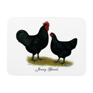 Jersey Giant Chickens Magnet