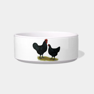 Jersey Giant Chickens Napf