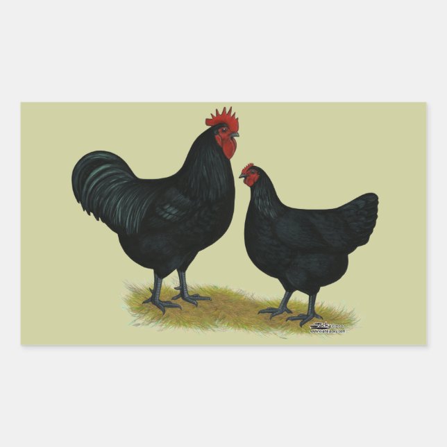 Jersey Giant Chickens Rechteckiger Aufkleber (Vorderseite)