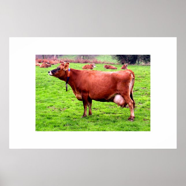 Jersey-Kuh in Jersey Poster (Vorne)