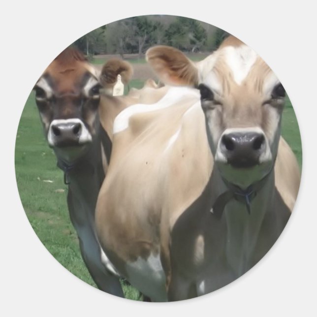 Jersey-Kühe Runder Aufkleber (Vorderseite)