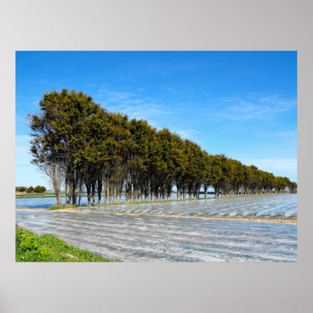 Jersey-Landschaft im Frühjahr Poster (Vorne)