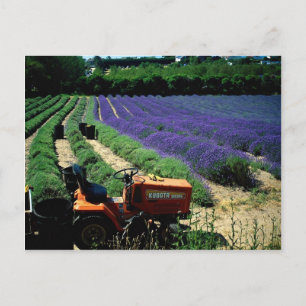 Jersey lavender farm, Jersey Channel Islands, Engl Postkarte