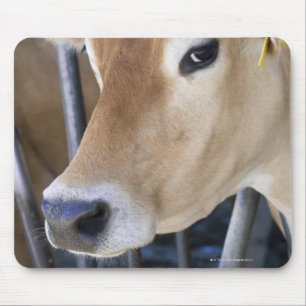 Jersey-Milchkuh mit Kopf im Hauptverschluß Mousepad