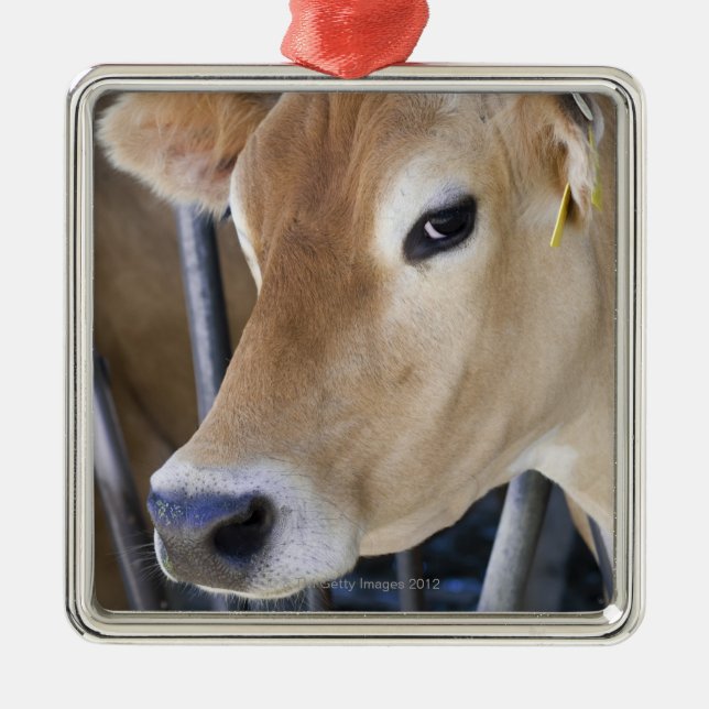 Jersey-Milchkuh mit Kopf im Hauptverschluß Silbernes Ornament (Vorne)