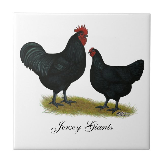 Jersey-Riese-Hühner Fliese (Vorderseite)