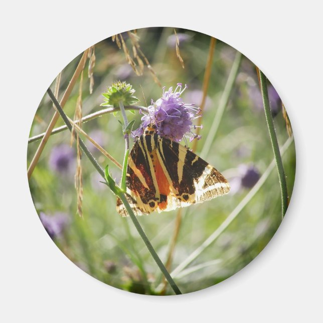 Jersey Tiger Moth Magnet (Vorne)