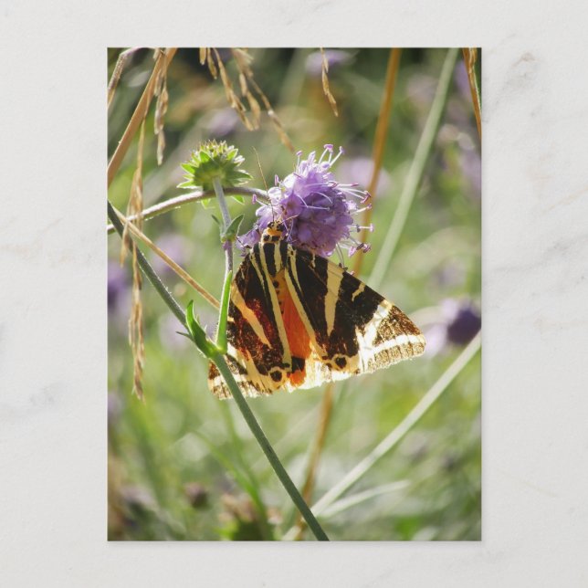 Jersey Tiger Moth Magnet Postkarte (Vorderseite)