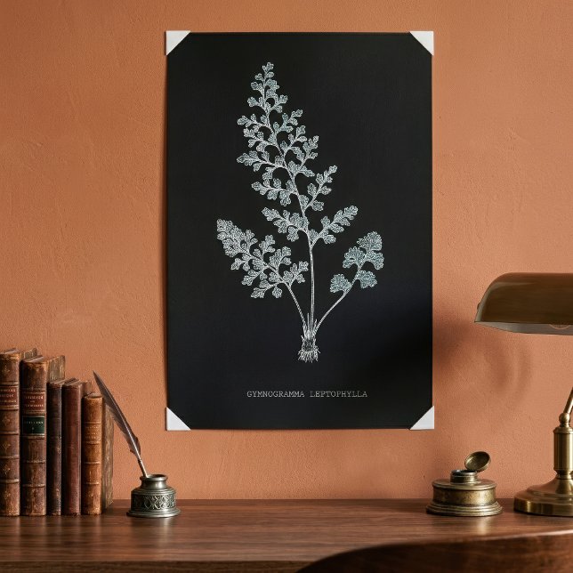 Jerseyfarn, Anogramma leptophylla Poster (Jersey fern, Anogramma leptophylla. Poster)