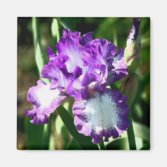 Jessie's Song Magnet (Vorne)