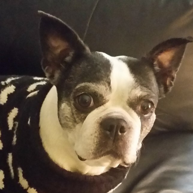 Jesus folgt mir Notepad, Weihnachten, Geschenke, e Notizblock (Von Creator hochgeladen)