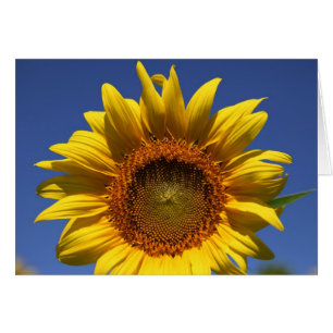 Jetez un coup d'oeil un huer