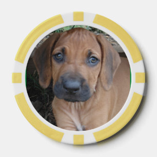 JETON DE POKER de chiot de race d'animal familier