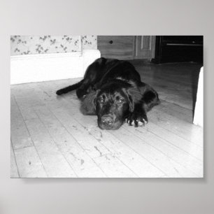 Jett auf Hartholz Poster