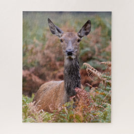 Jetzt haben Sie meine Aufmerksamkeit - 16x20 - 520