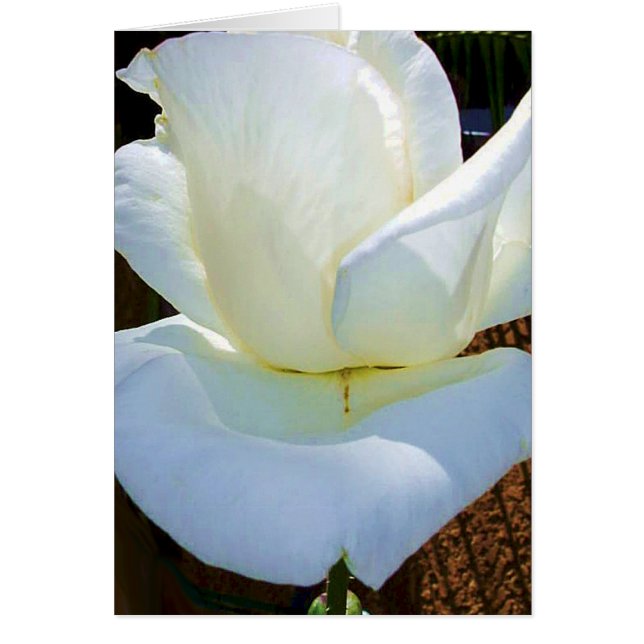 Jetzt und für immer_ (Vorne)