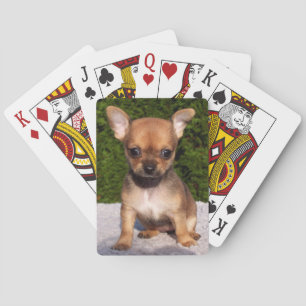 Jeu De Cartes Adorable Chihuahua Chien Chiot
