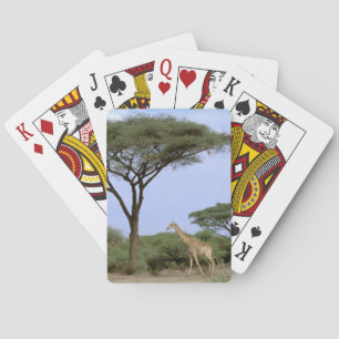 Jeu De Cartes Afrique, Botswana, delta de l'Okavango. Sud