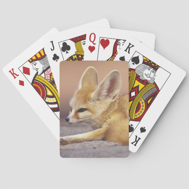 Jeu De Cartes Afrique du Nord. Fennec Fennecus zerda) (dos)