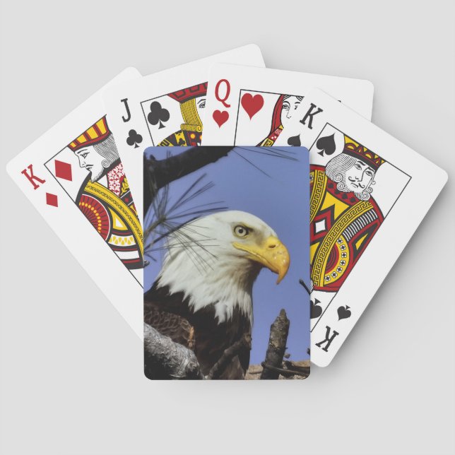Jeu De Cartes Aigle à tête blanche mâle mature gros (dos)