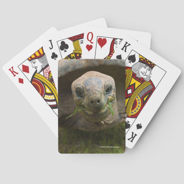Jeu De Cartes Alimentation de tortue d'Aldabra (dos)