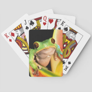 Jeu De Cartes Amérique du Sud, Équateur, Amazonie. Grenouille ar
