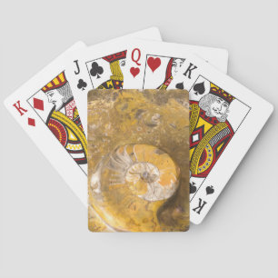 Jeu De Cartes Ammonite Fossil in Rock Nature Photographie