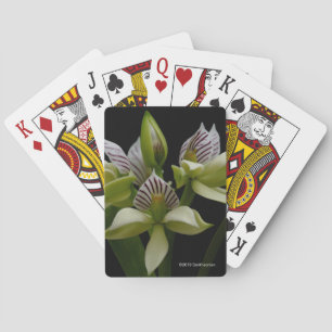 Jeu De Cartes Anacheilium Chacoense