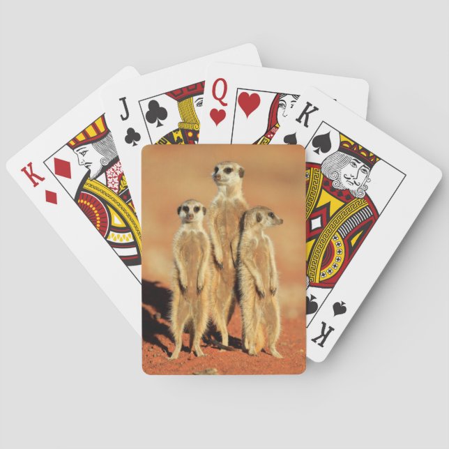 Jeu De Cartes Animaux de bébés cutest | 3 Meerkats (dos)