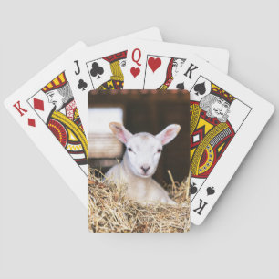 Jeu De Cartes Animaux de bébés cutest Agneau nouveau-né