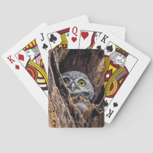 Jeu De Cartes Animaux de bébés cutest   Chouette tachetée