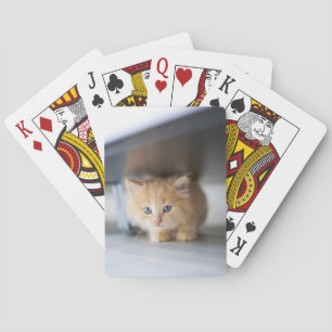 Jeu De Cartes Animaux de bébés cutest   Fluffy Orange Kitten