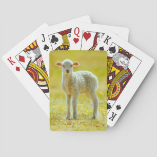 Jeu De Cartes Animaux de bébés cutest Jeune mouton