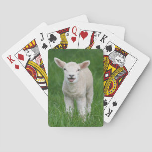 Jeu De Cartes Animaux de bébés cutest   Lil Lamb