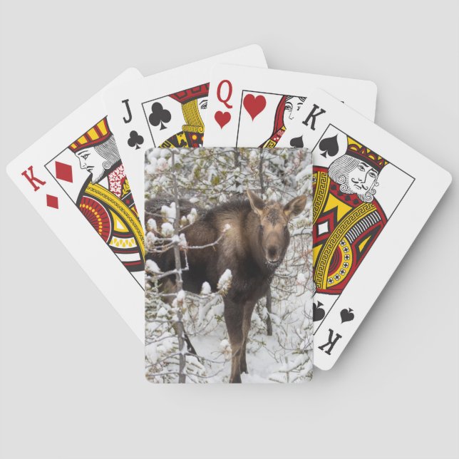 Jeu De Cartes Animaux de bébés cutest | Moose Calf (dos)
