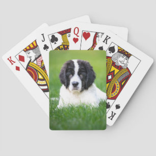 Jeu De Cartes Animaux de bébés cutest Newfoundland Puppy