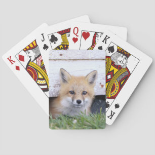 Jeu De Cartes Animaux de bébés cutest   Red Fox Kit Peeking