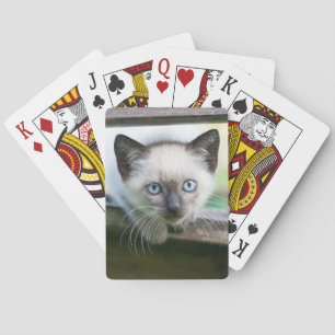 Jeu De Cartes Animaux de bébés cutest   Siamese Kitten 2