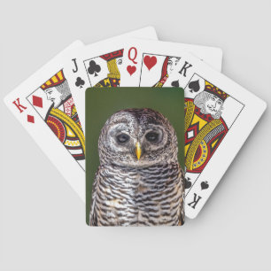 Jeu De Cartes Animaux de bébés cutest   Tawny Owl