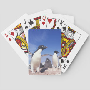 Jeu De Cartes Antarctique, Manchot Adélie Pygoscelis