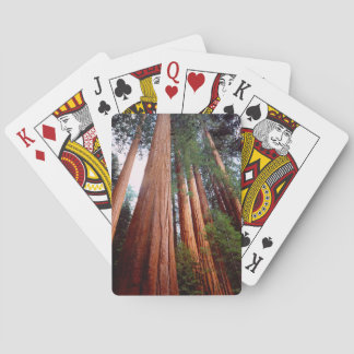 Jeu De Cartes Arbres séquoias géants à feuilles persistantes