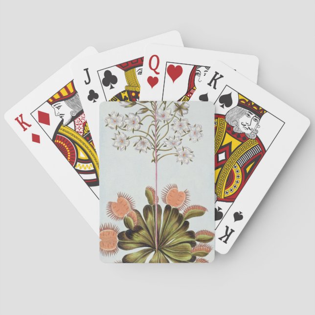 Jeu De Cartes Attrape-mouche de Vénus, plat 84, de 'collection (dos)