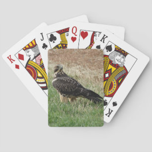 Jeu De Cartes B52 Buse de Swainson