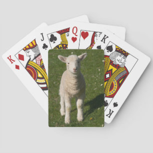 Jeu De Cartes Baby Lamb Sheep Playing Cards