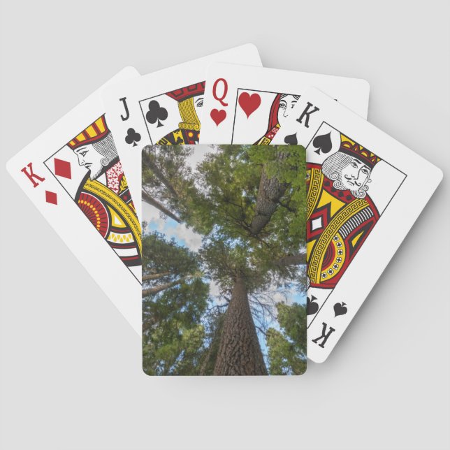 Jeu De Cartes Barrage de Douglas Fir (dos)