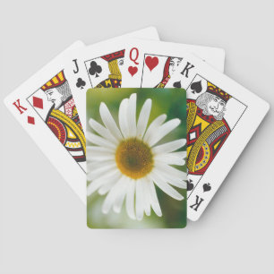 Jeu De Cartes Basière oculaire blanche - Leucanthemum vulgare